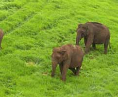 Honeymoon In Periyar