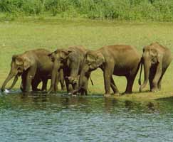 Periyar Honeymoon Tour