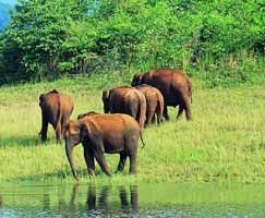 Tour To Periyar