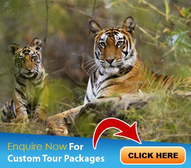 Periyar Tour Packages