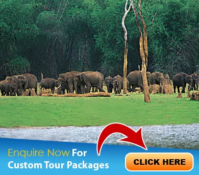 Periyar Tour Packages